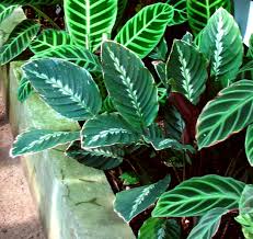 calathea