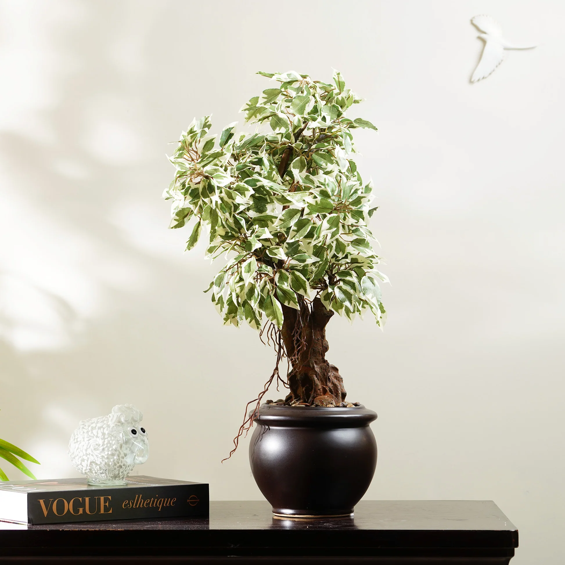 Ficusnew