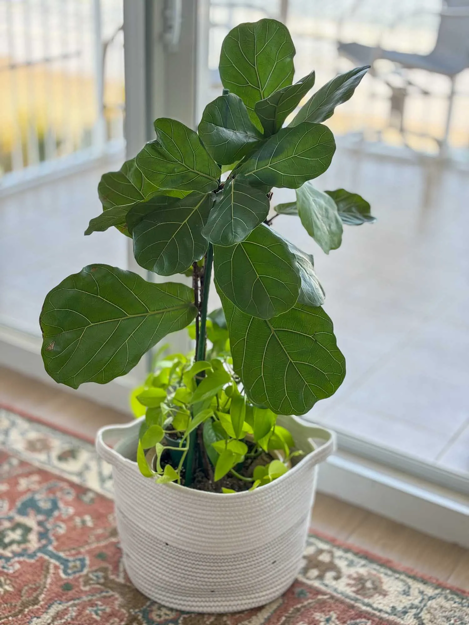 fiddle-leaf-fig-plant