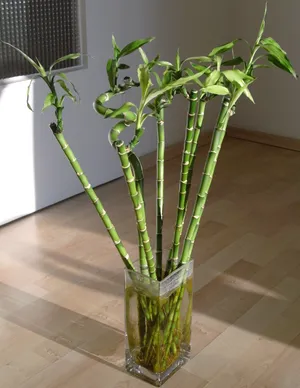 luckybamboo