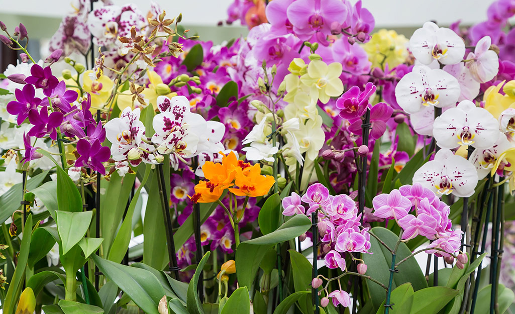 orchidPlant