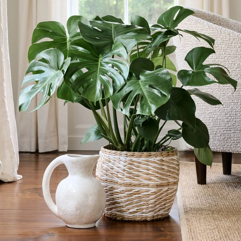 Philodendron Indoors