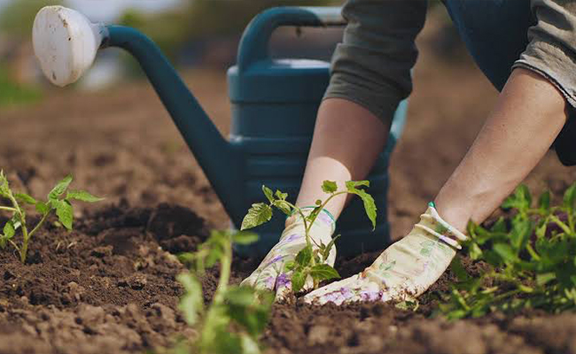 common-gardening-mistakes-in-india