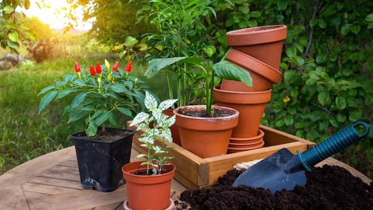 choosing-the-right-plants-in-india