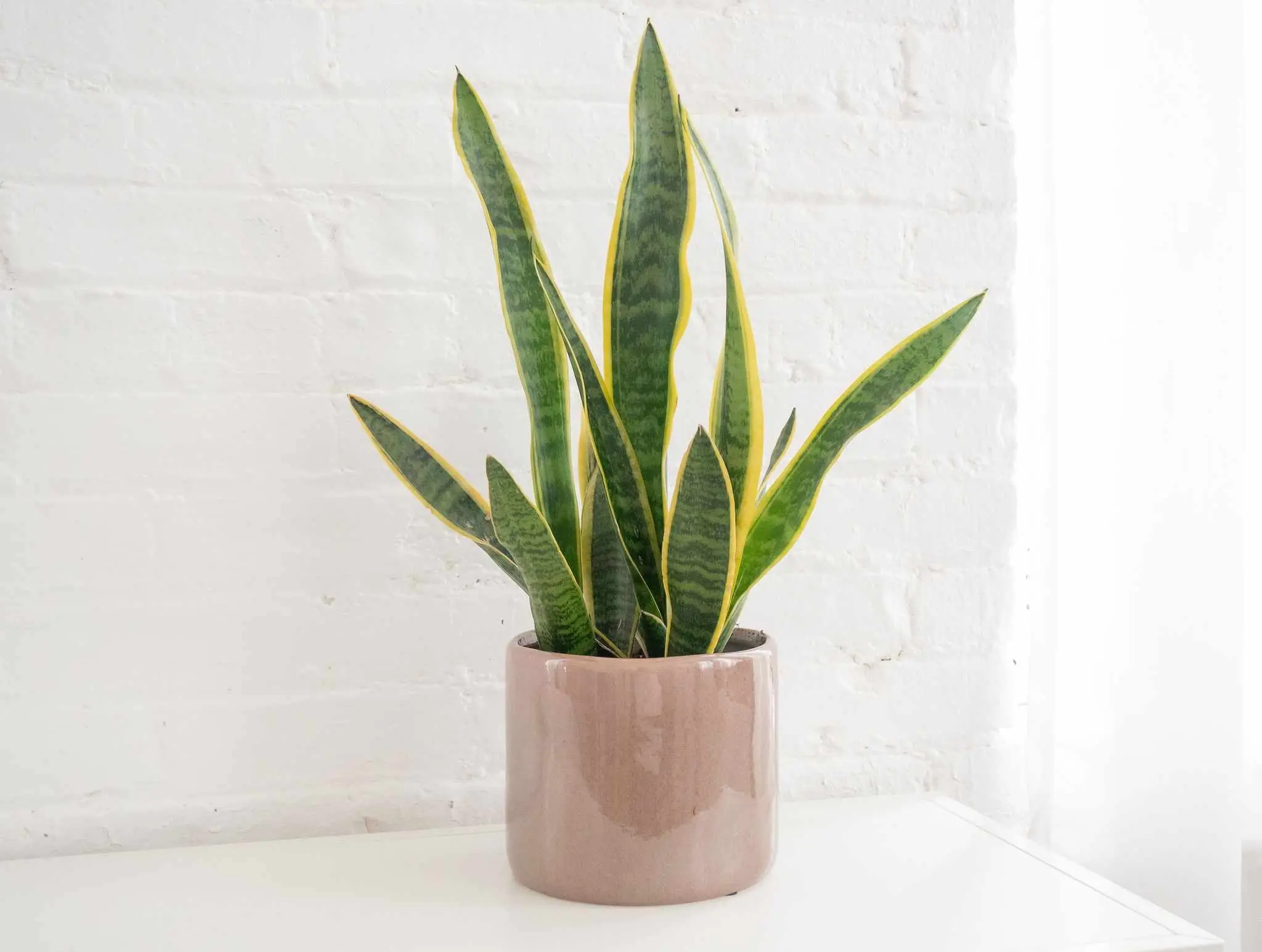 snake_plant2