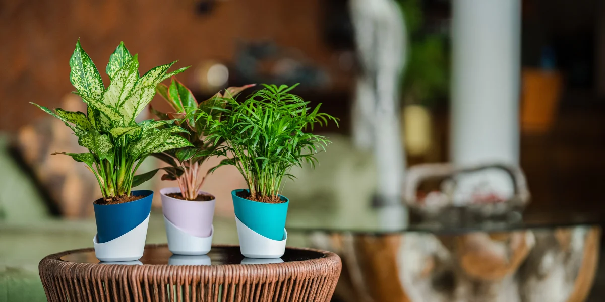 choosing-pots-and-planters-in-india
