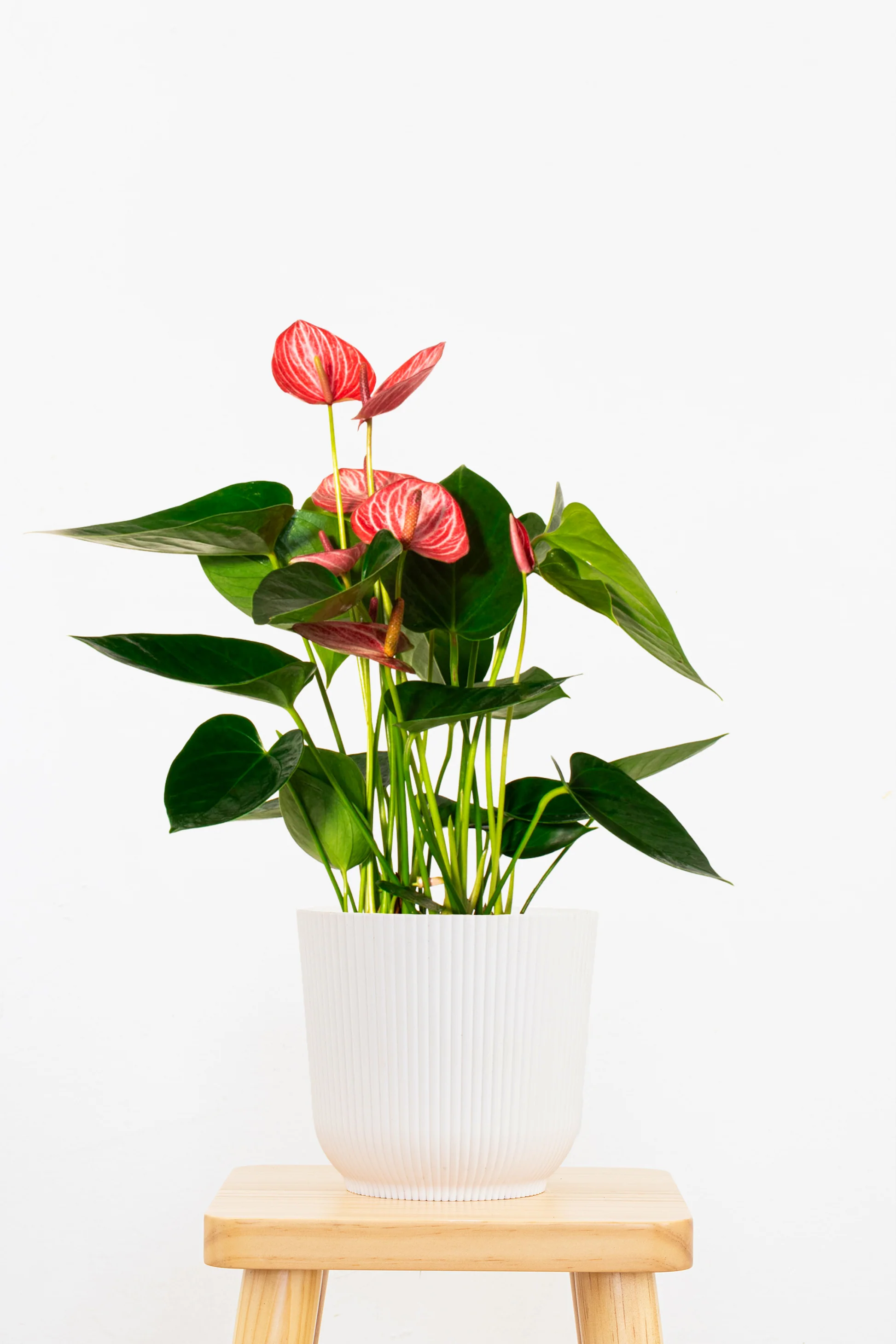 whiteAnthurium