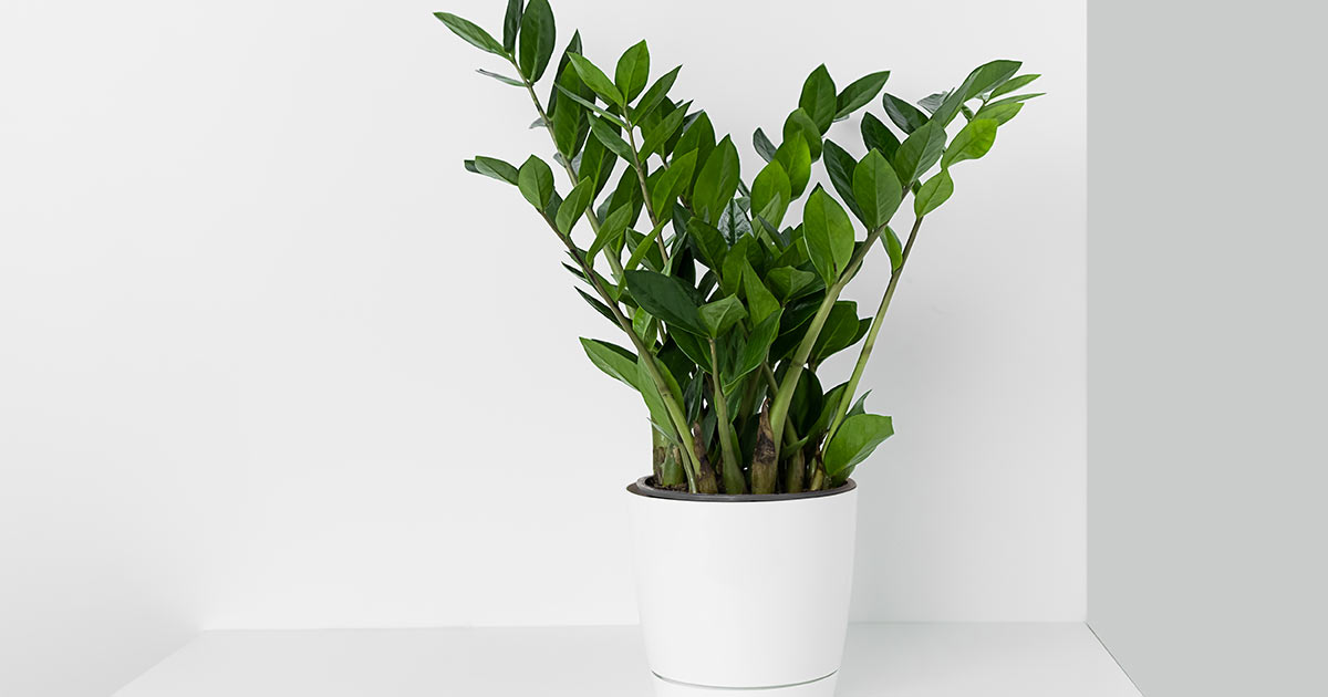 zzplant